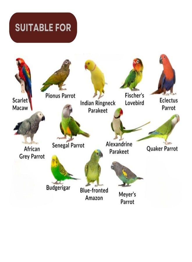 TUNAI SF+ Mix Seeds for Birds | Natural, Hand-Picked and Protein Packed Seeds (500 GMS, Parrots),All Life Stages - Image 4